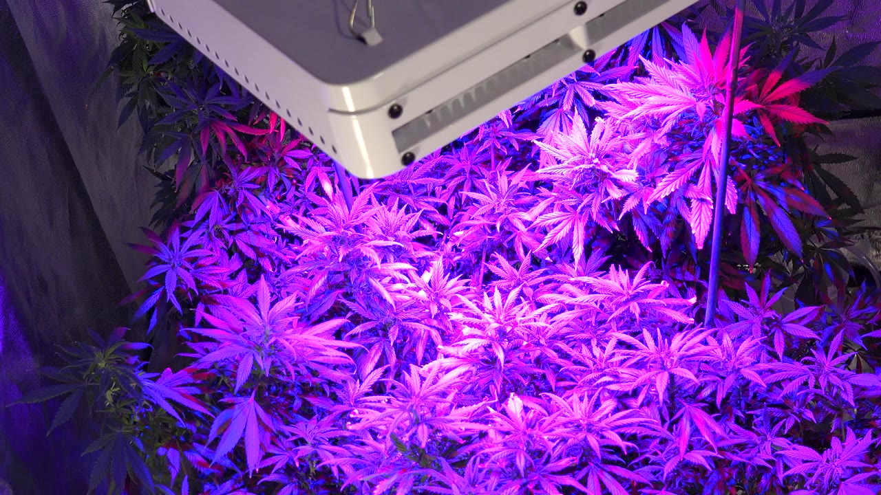 Dense potted plants sit under a pink and purple LED grow lamp inside an indoor grow area in Westminster, Colorado, with no visible people in the opening frame.