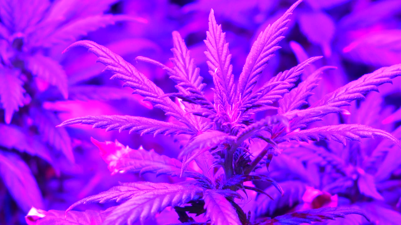 Purple-lit serrated plant leaves in close focus.