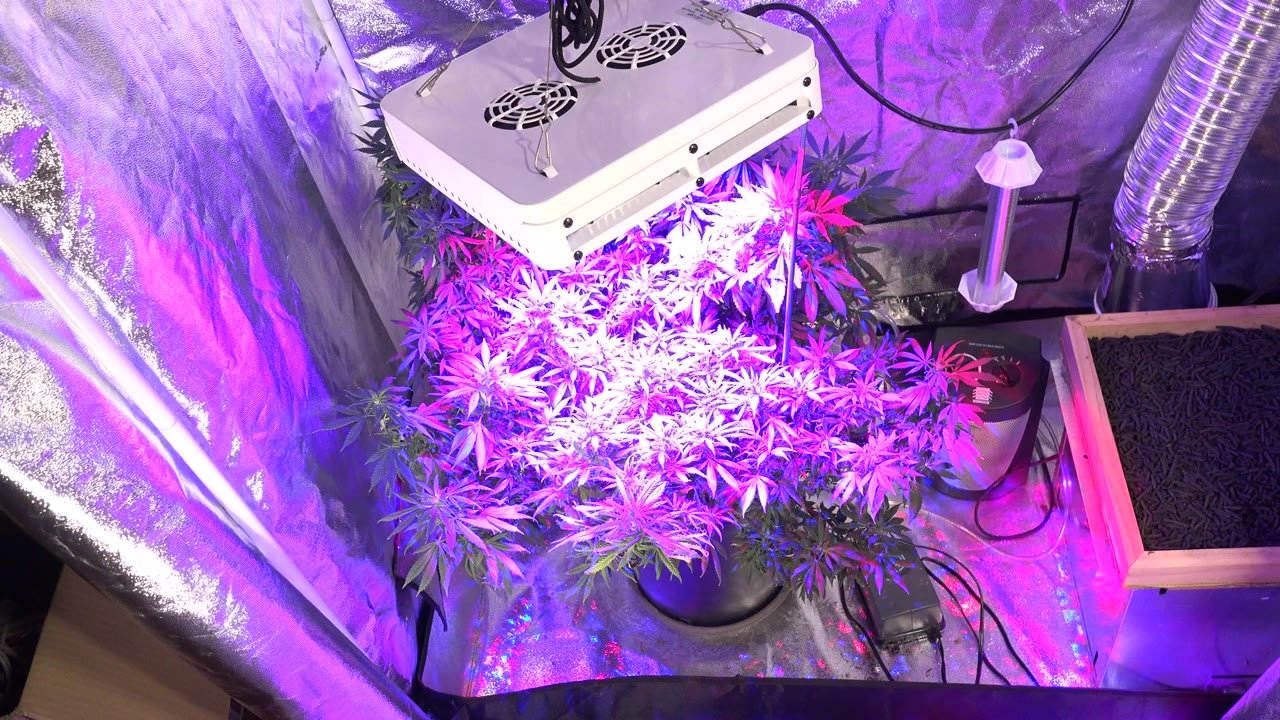 High view of flowering plants under a white LED grow light in a reflective grow tent in Westminster, Colorado, with ducting, pots, wiring, and no visible people.