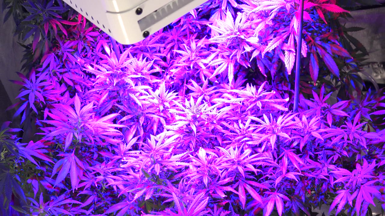 Wide close view of cannabis plants in a Westminster, Colorado greenhouse under violet lighting, with part of a white grow light fixture at the top and no visible people.