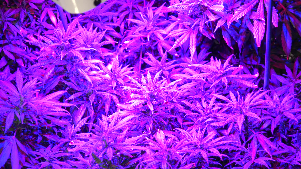 Rows of cannabis plants filling the frame under pink and violet light.