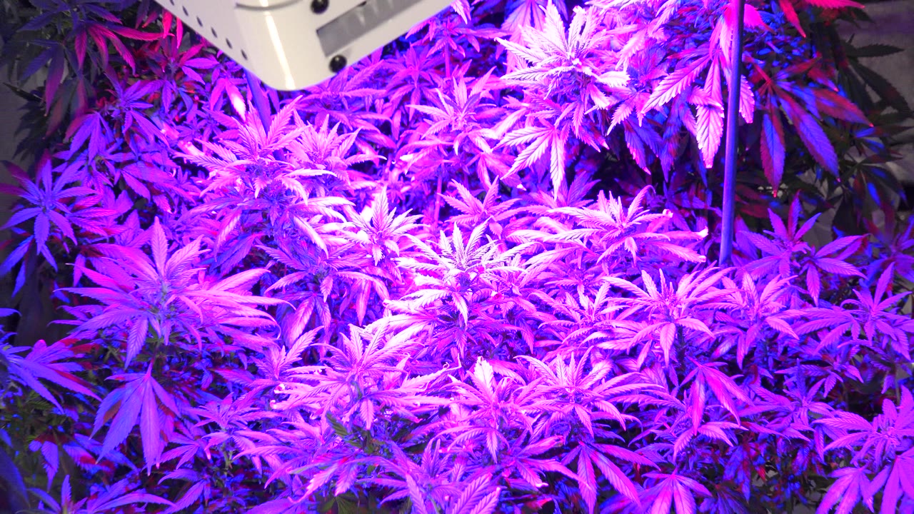 Wide close-up of dense serrated plants under magenta LED grow lighting in Westminster, Colorado, with part of the grow light visible overhead and no visible people.