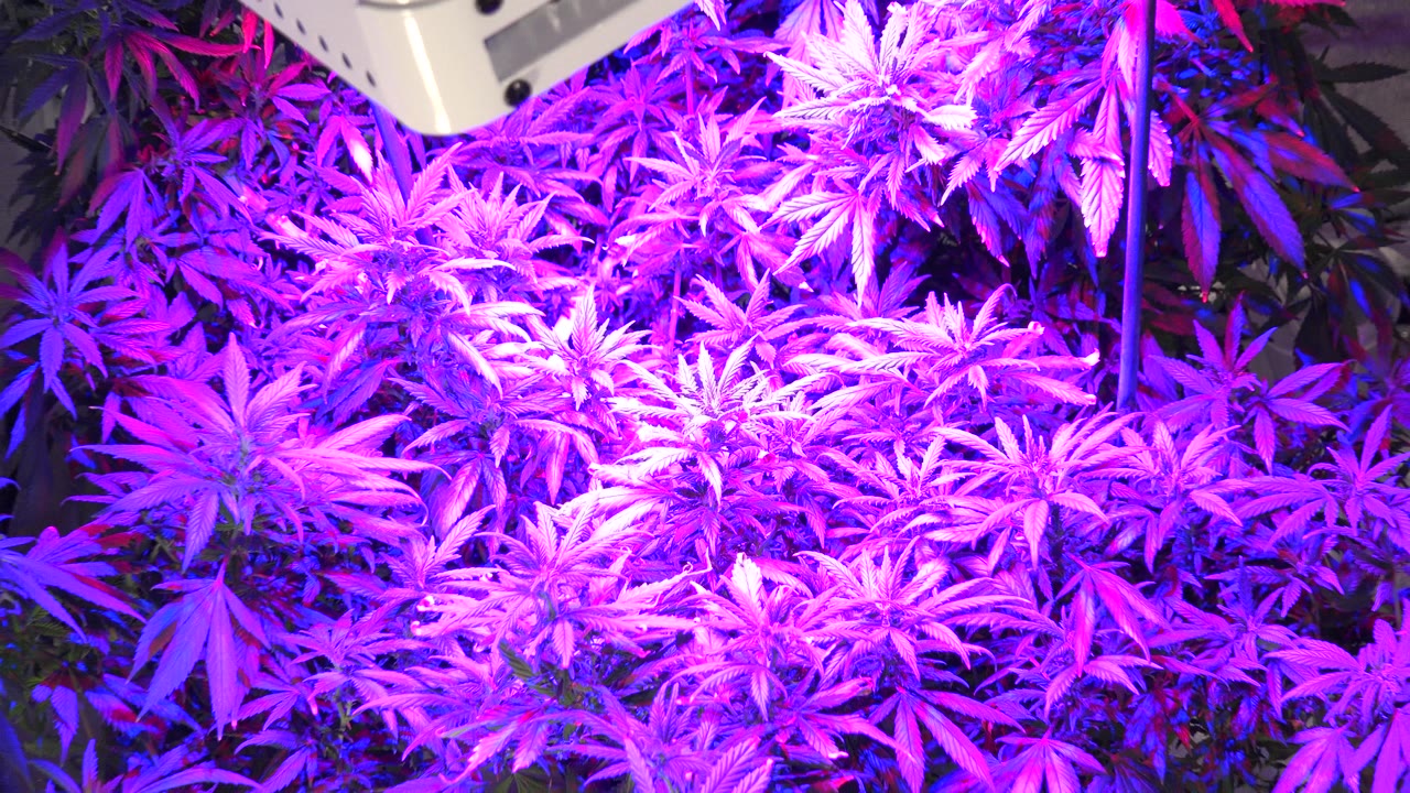 Close view of thick plant foliage washed in purple and pink LED light in Westminster, Colorado, with leaves overlapping across the frame and no visible people.