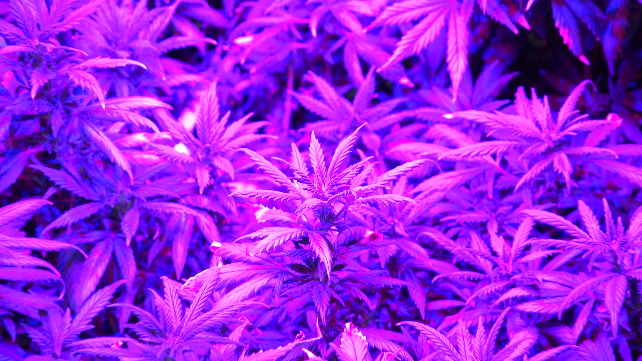Close plants under saturated purple light