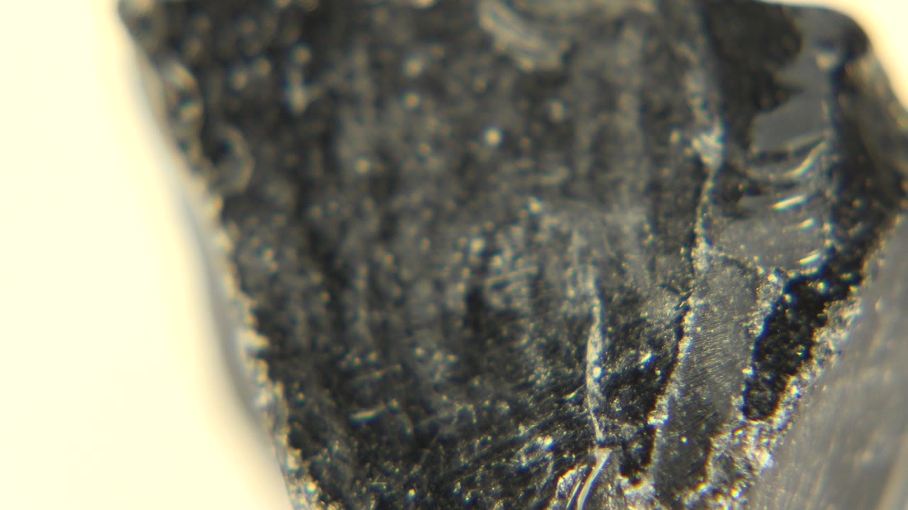 Extreme closeup of a dark fossilized rock surface in Westminster, Colorado, with bright pale background light and no visible people.