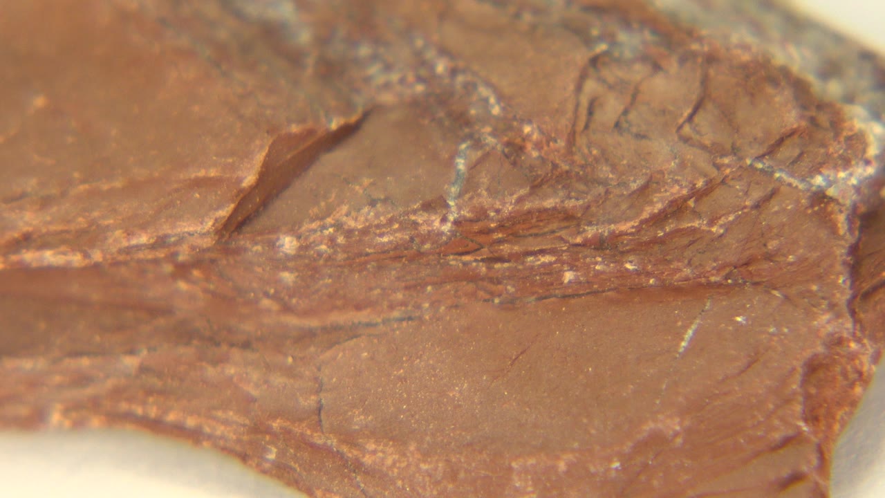 Close-up tan brown rock edge with cracks and layered texture.