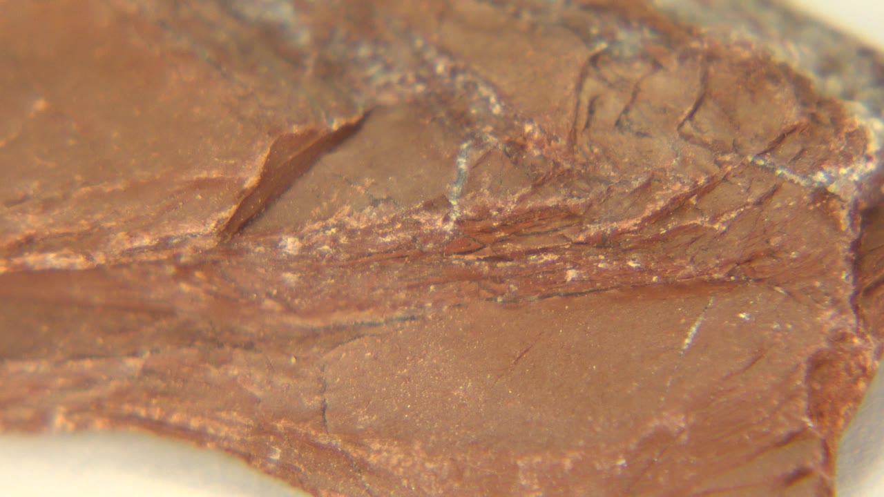 Close macro view of the same brown rock as a raised fractured ridge sits near center frame, with soft focus around the edges and no visible people.