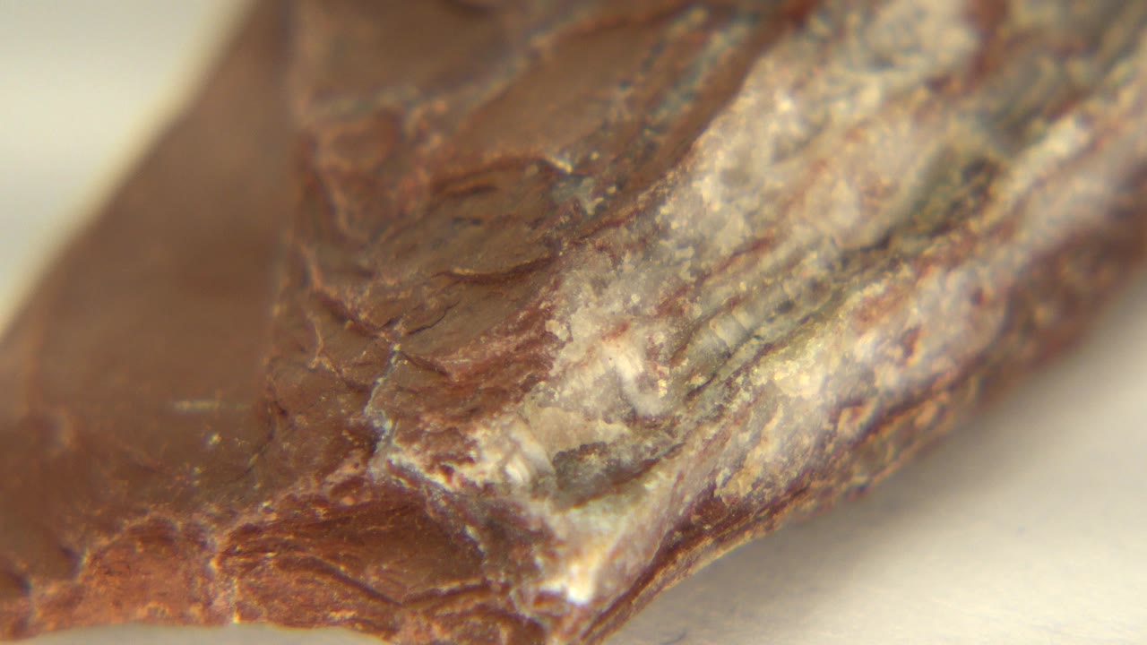 Close view of the Westminster, Colorado rock as a chipped reddish point and pale textured band face the lens, with no visible people.