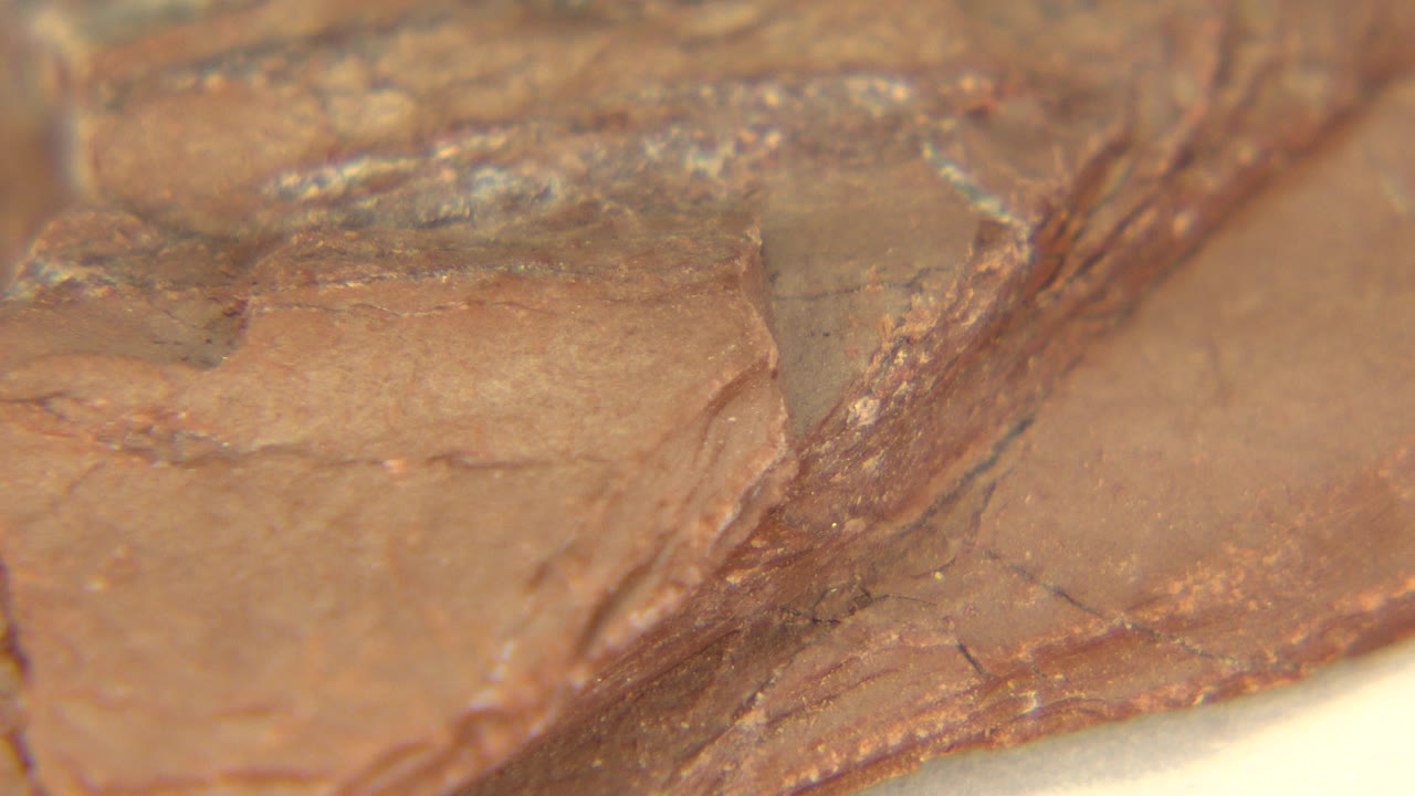 The rock remains in extreme close-up in Westminster, Colorado, showing a flatter brown face with fine cracks and a pale white background, with no visible people.