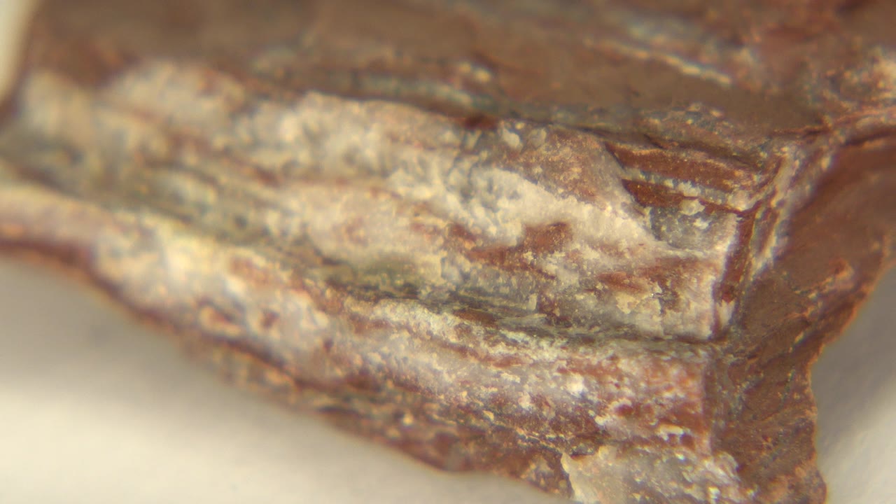 Macro view of a layered brown stone surface with white residue running along the center, shot in Westminster, Colorado, with no visible people.