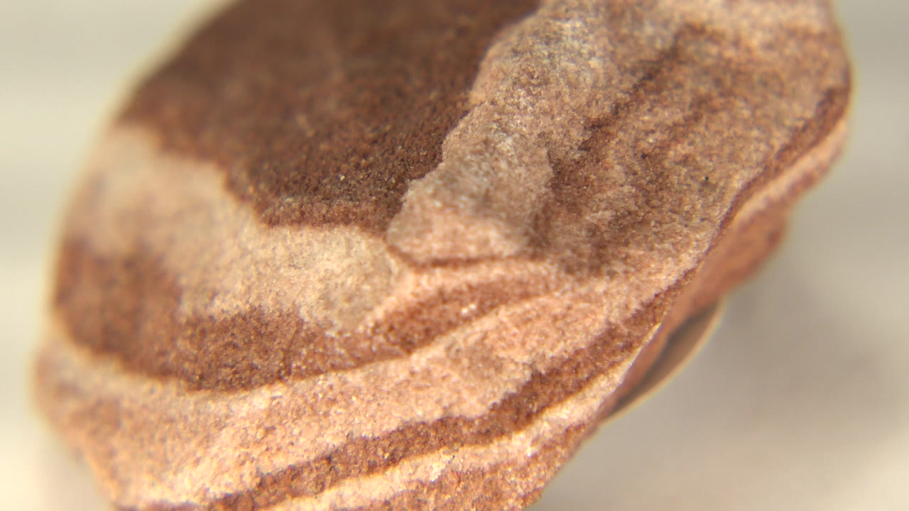 Close-up of a brown and yellow banded rock on a white surface.