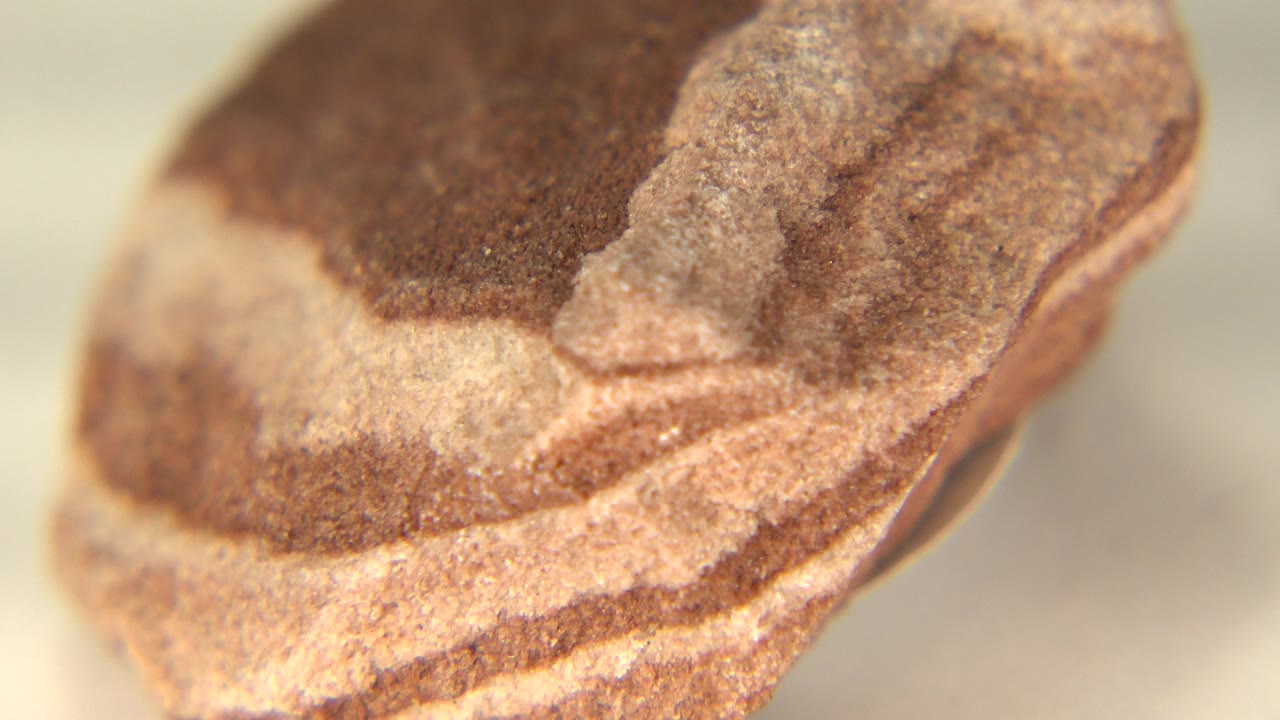 At 0:01, the same rock appears slightly shifted, showing a rounded tan edge beneath a dark brown upper face in Westminster, Colorado, with no visible people.