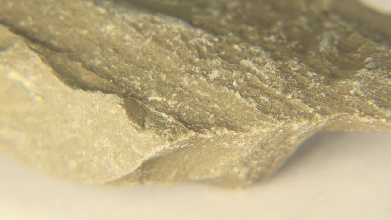 Extreme close-up of a tan and gray rock specimen edge in Westminster, Colorado, with warm indoor light and no visible people.