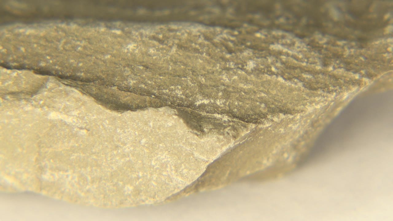 Macro view of the Westminster, Colorado rock specimen with a rough gray ridge over a lighter tan underside and no visible people.