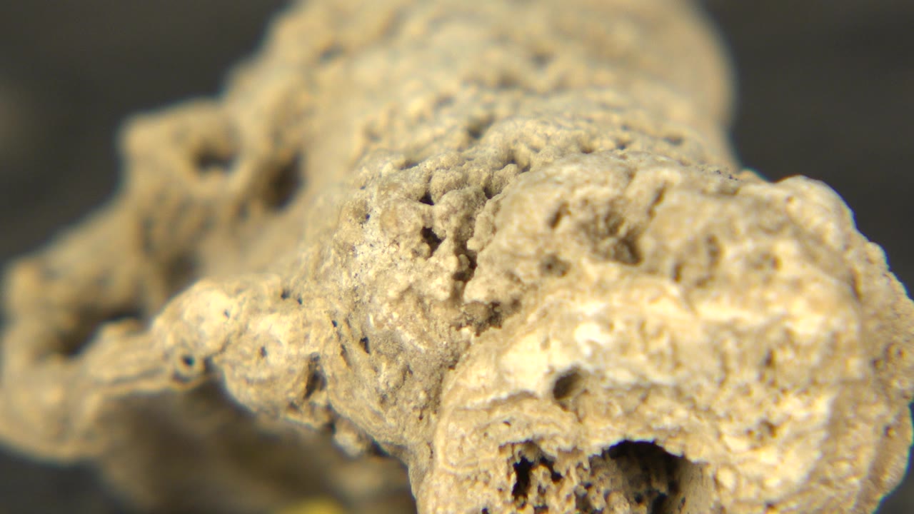 Close-up tan porous rock against a dark blurred background.