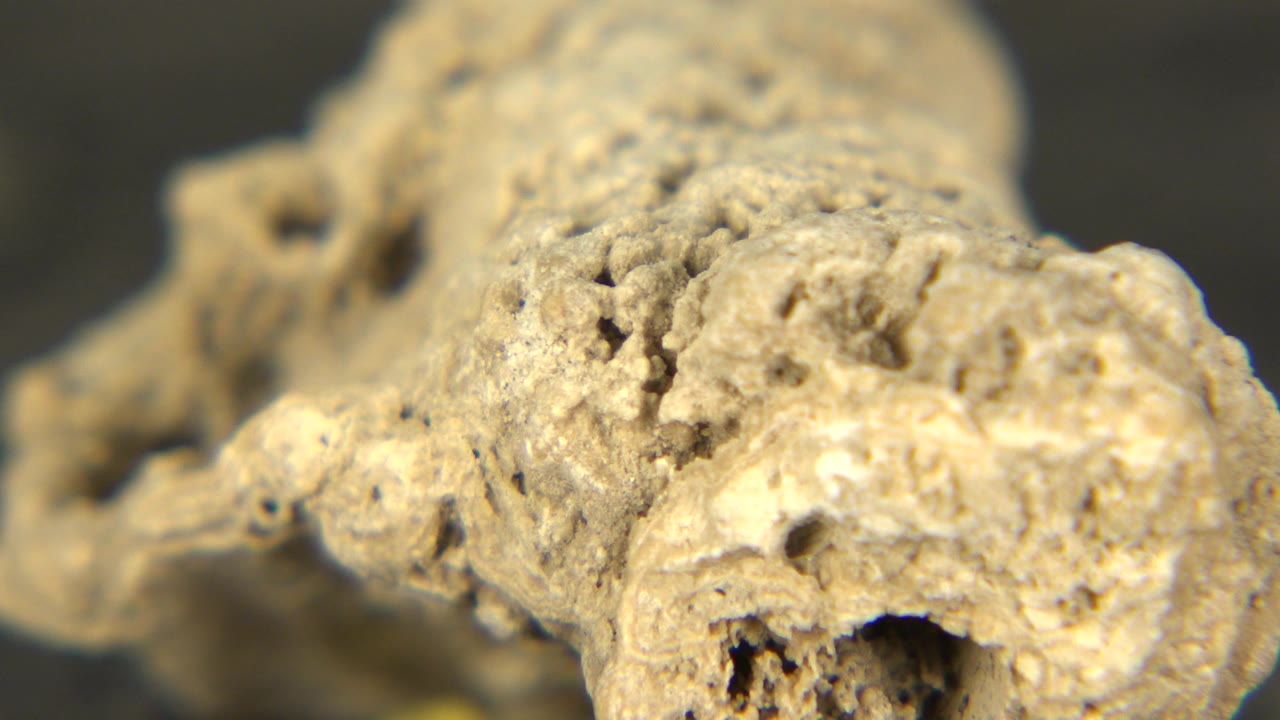 Close view of the eccentric-shaped brown rock in Westminster, Colorado, with a raised central ridge and small dark cavities, no visible people.