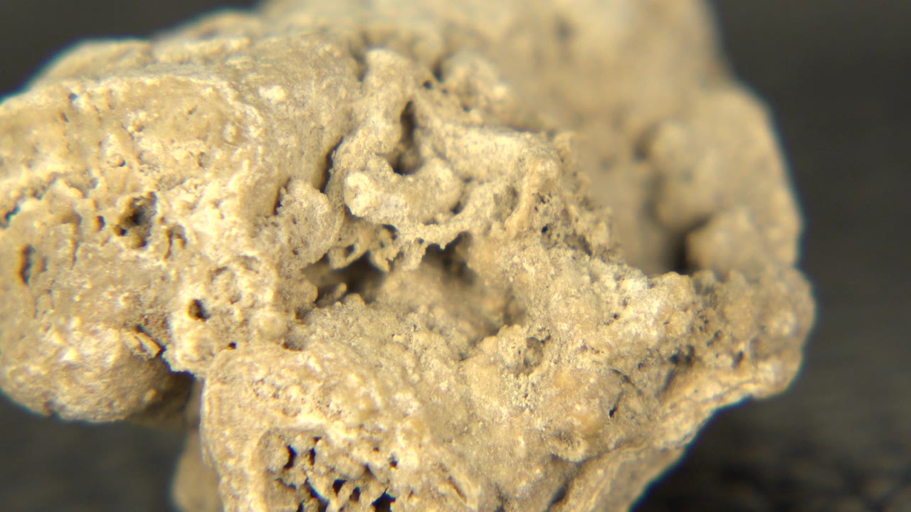 Close macro view of a porous off-white rock on a black surface in Westminster, Colorado, with the upper ridge sharp and no visible people.