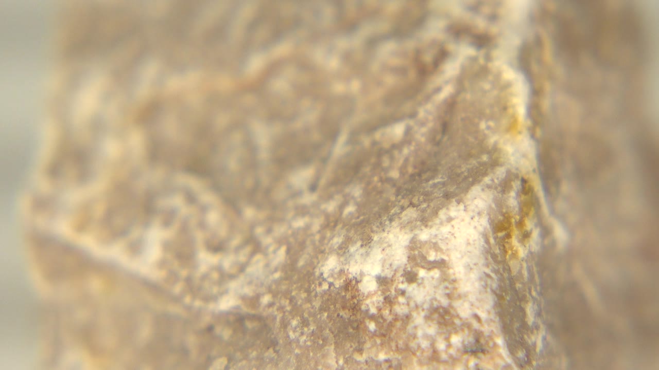 Tight Westminster, Colorado close-up of the brownish-white rock as a raised ridge and pale speckling dominate the frame, no visible people.
