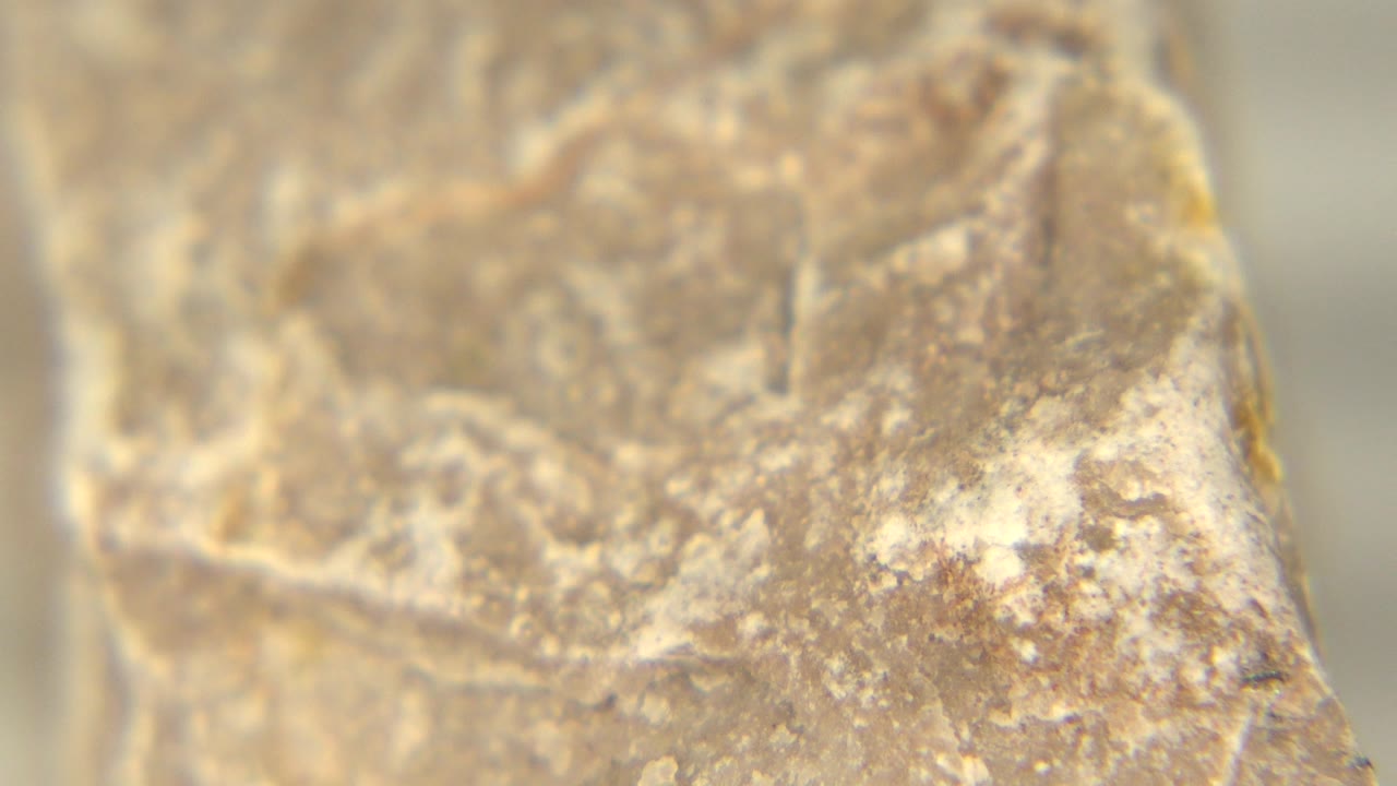 Close rock detail with tan face, white patches, and blurred background.