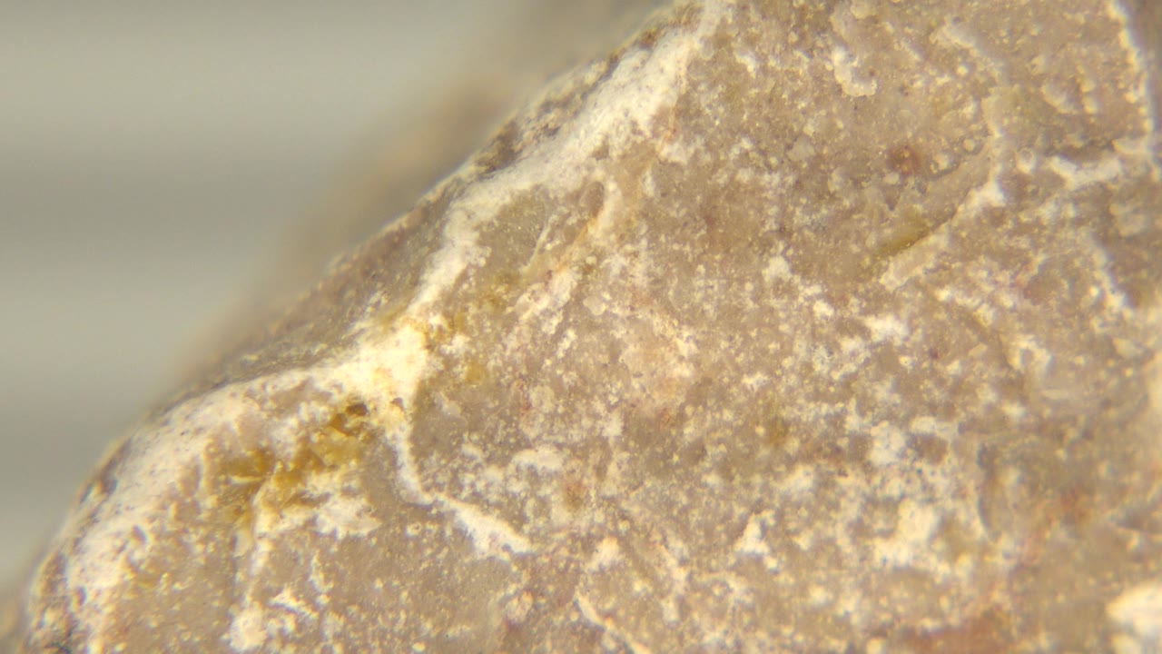 Angled rock edge with tan surface and white mineral patches.