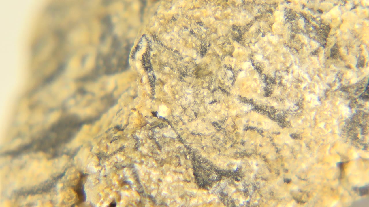 Bright closeup of textured rock specimen