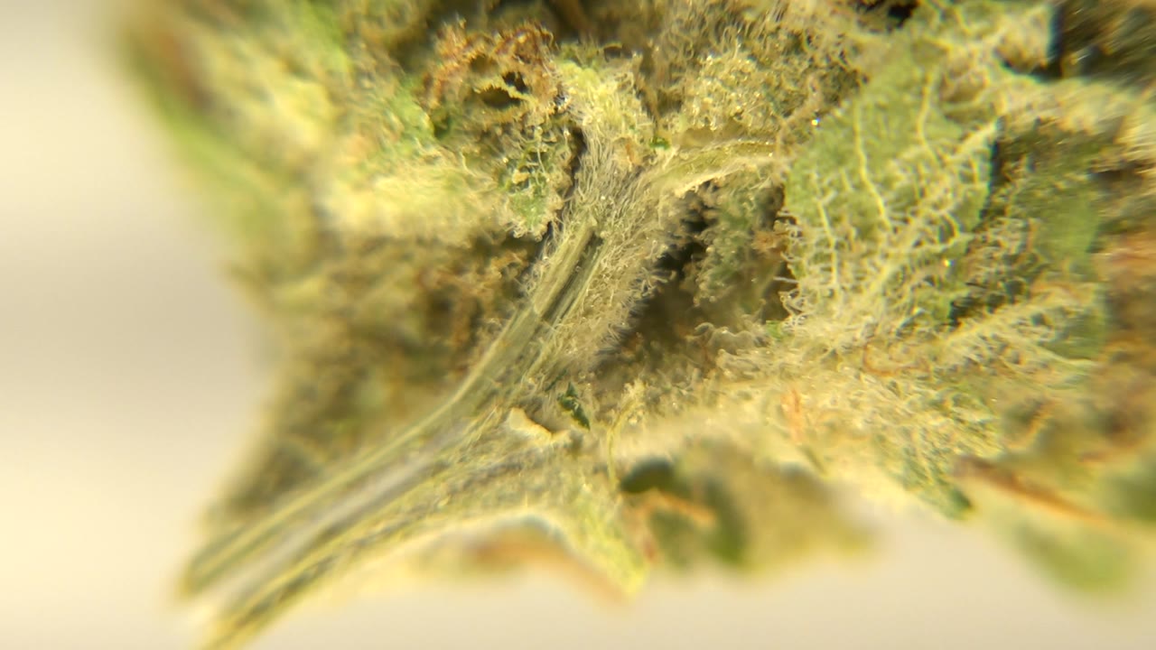 Extreme close view of a green leaf or plant surface in Westminster, Colorado, with pale fibers, soft yellow-green light, and no visible people.