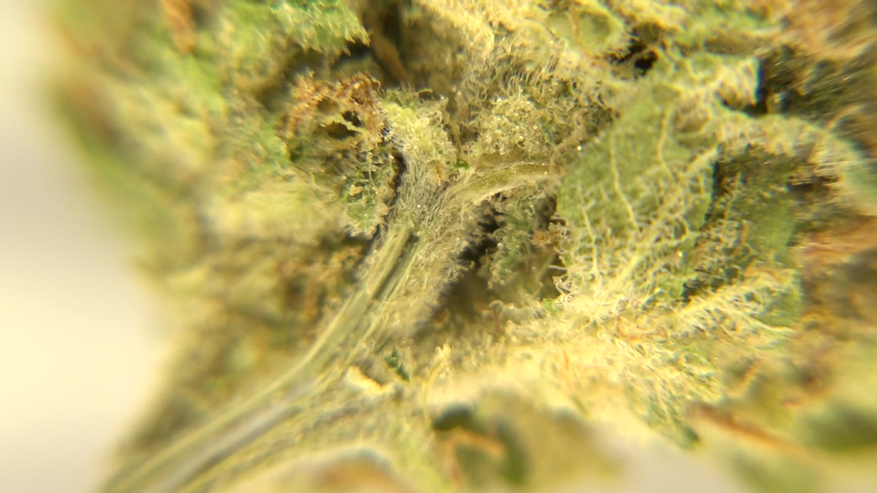 Microscopic green plant detail with bright fuzzy surface and blurred edges.