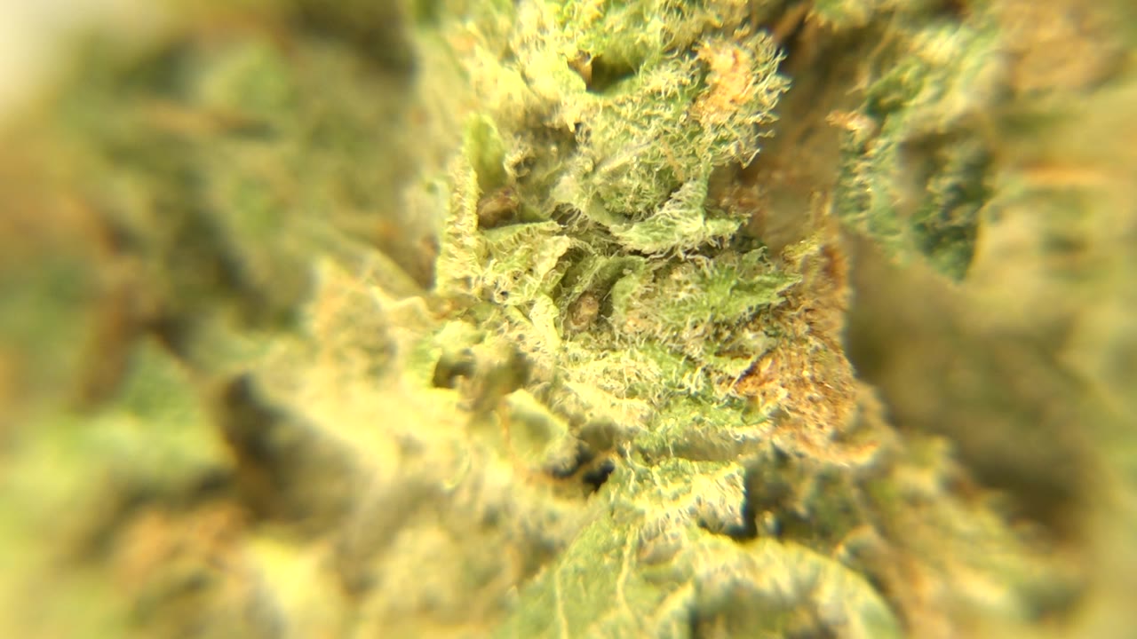 Macro close-up of green marijuana plant material in Westminster, Colorado, with pale textured growth, warm yellow light, soft foreground blur, and no visible people.