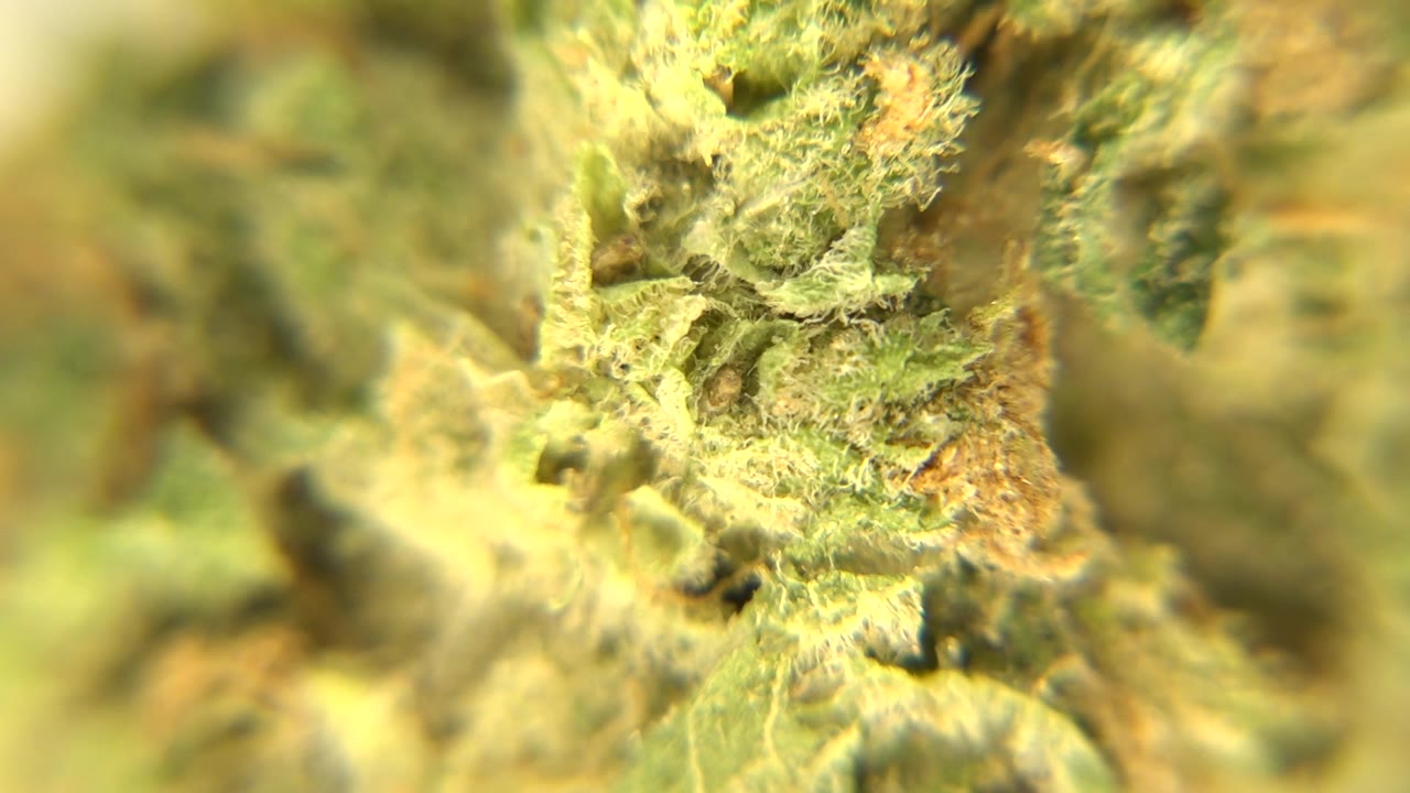 Tight Westminster, Colorado cannabis plant close-up with the central textured growth more defined than the blurred green and yellow edges, and no visible people.