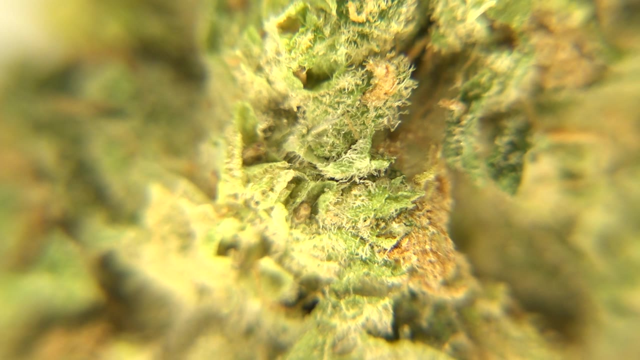 Macro marijuana plant with pale growth and leaf texture