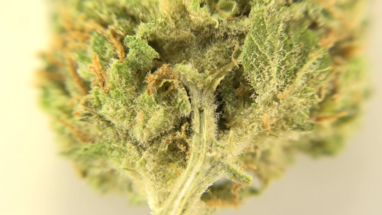 At 0:00, an extreme close-up shows a green marijuana bud in Westminster, Colorado, with pale crystal-like hairs and no visible people.
