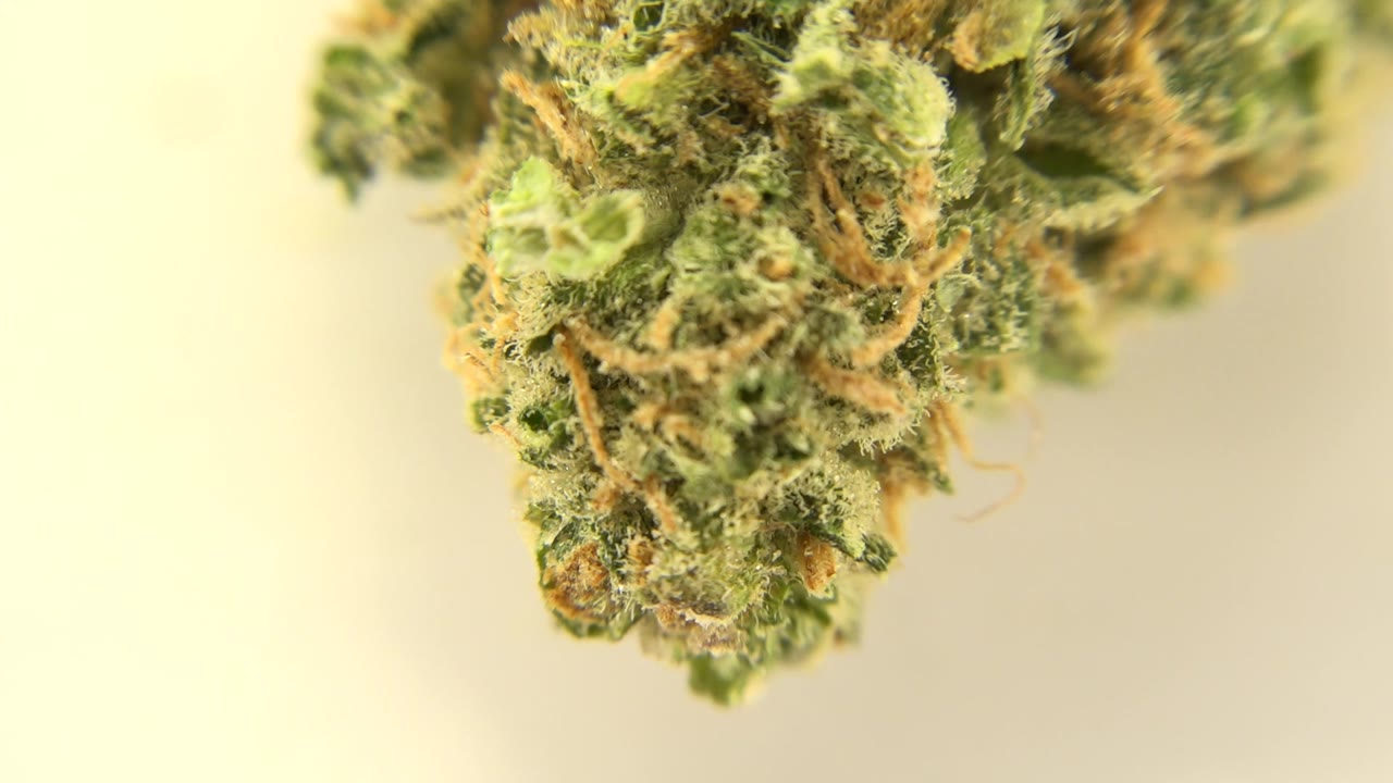 Close-up view of a dried green and orange marijuana bud in Westminster, Colorado, with the lower portion in focus and no visible people.