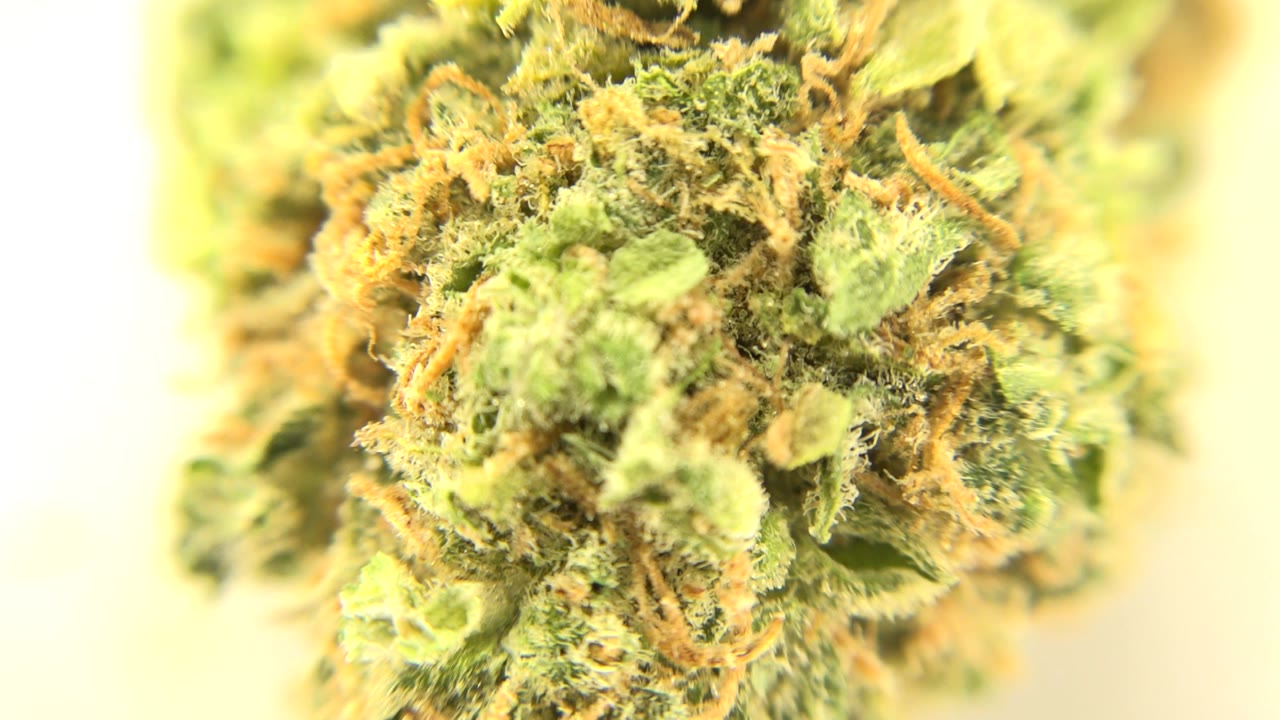 Extreme close-up of a green marijuana flower with orange pistils and bright high-key background light in Westminster, Colorado, with no visible people.