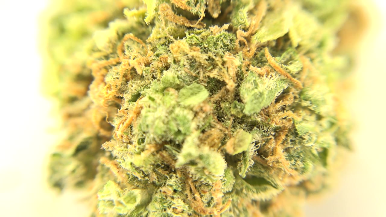 Cannabis bud close-up with pale yellow light