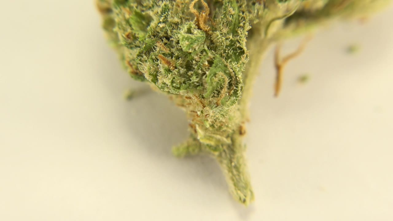 A tight Westminster, Colorado close-up shows dried green plant material with orange strands near the top of the frame, set against a soft cream background with no visible people.