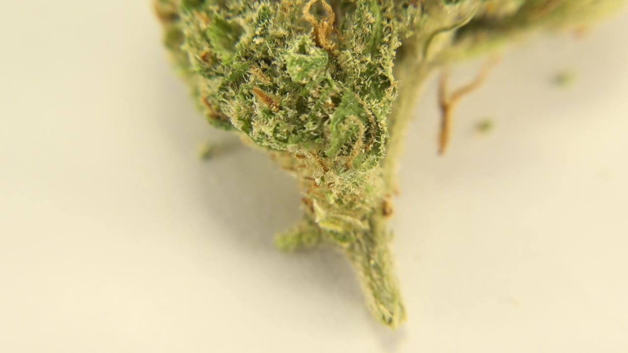 The plant bud remains tightly framed in Westminster, Colorado, with green leaf texture and orange fibers visible near the upper left and no visible people.