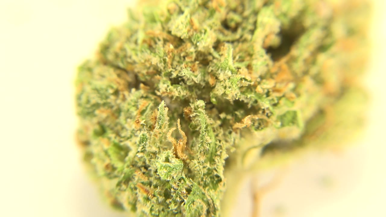 A green cannabis bud fills the left side of the frame in Westminster, Colorado, with orange pistils, soft focus around the edges, and no visible people.