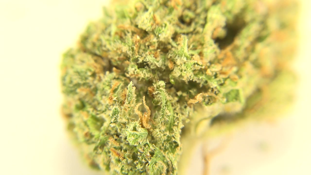 The cannabis flower remains close to camera in Westminster, Colorado, with the bud angled slightly differently and its textured green surface prominent, with no visible people.