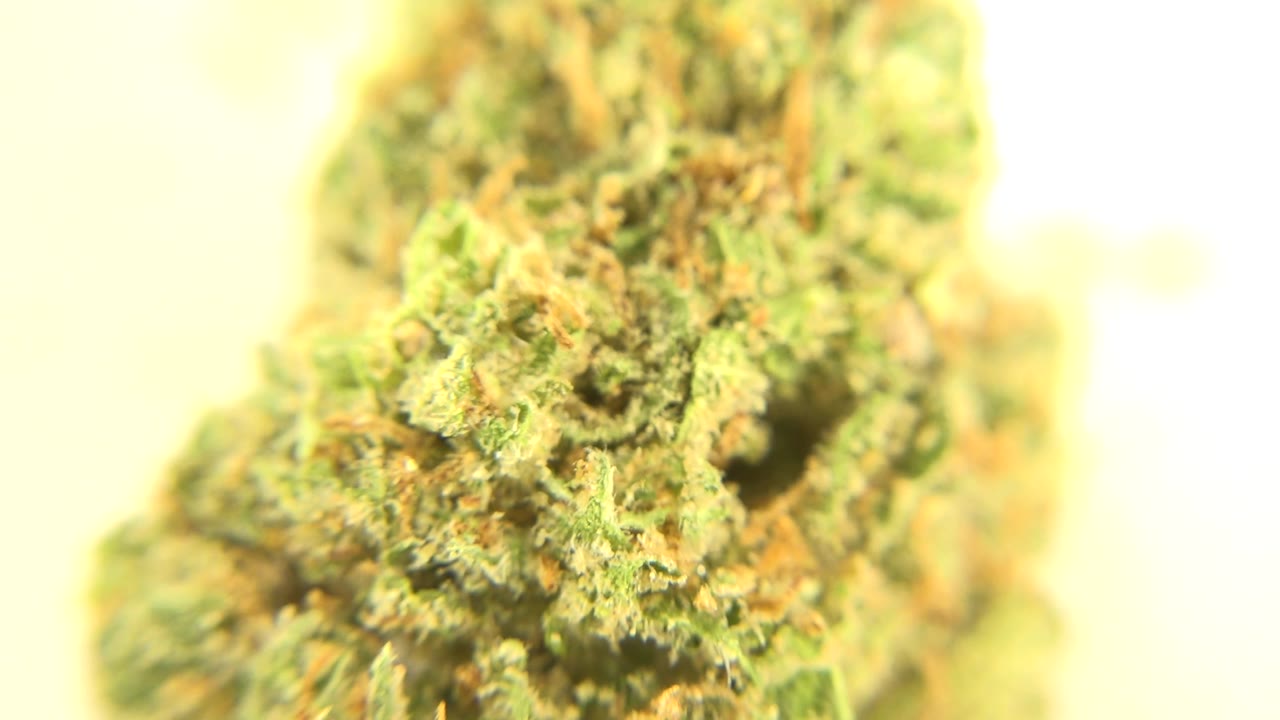 A slightly shifted close-up holds on the textured cannabis flower, showing orange strands and green clustered plant material in Westminster, Colorado, with no visible people.