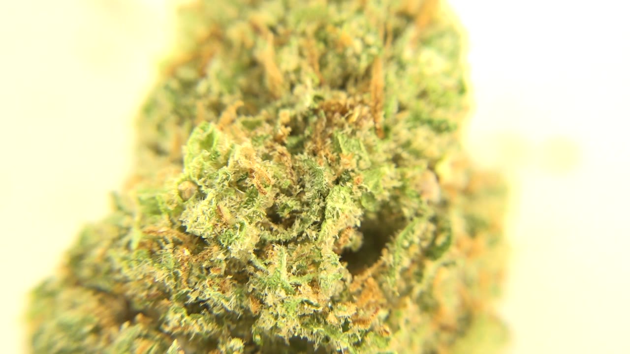 The cannabis bud fills the upper and center frame, with fuzzy green surface detail, orange hairs, pale warm background, and no visible people in the Westminster, Colorado clip.