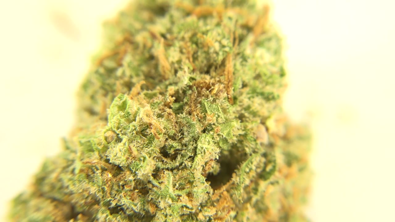 Tight plant close-up with cannabis bud shifted left