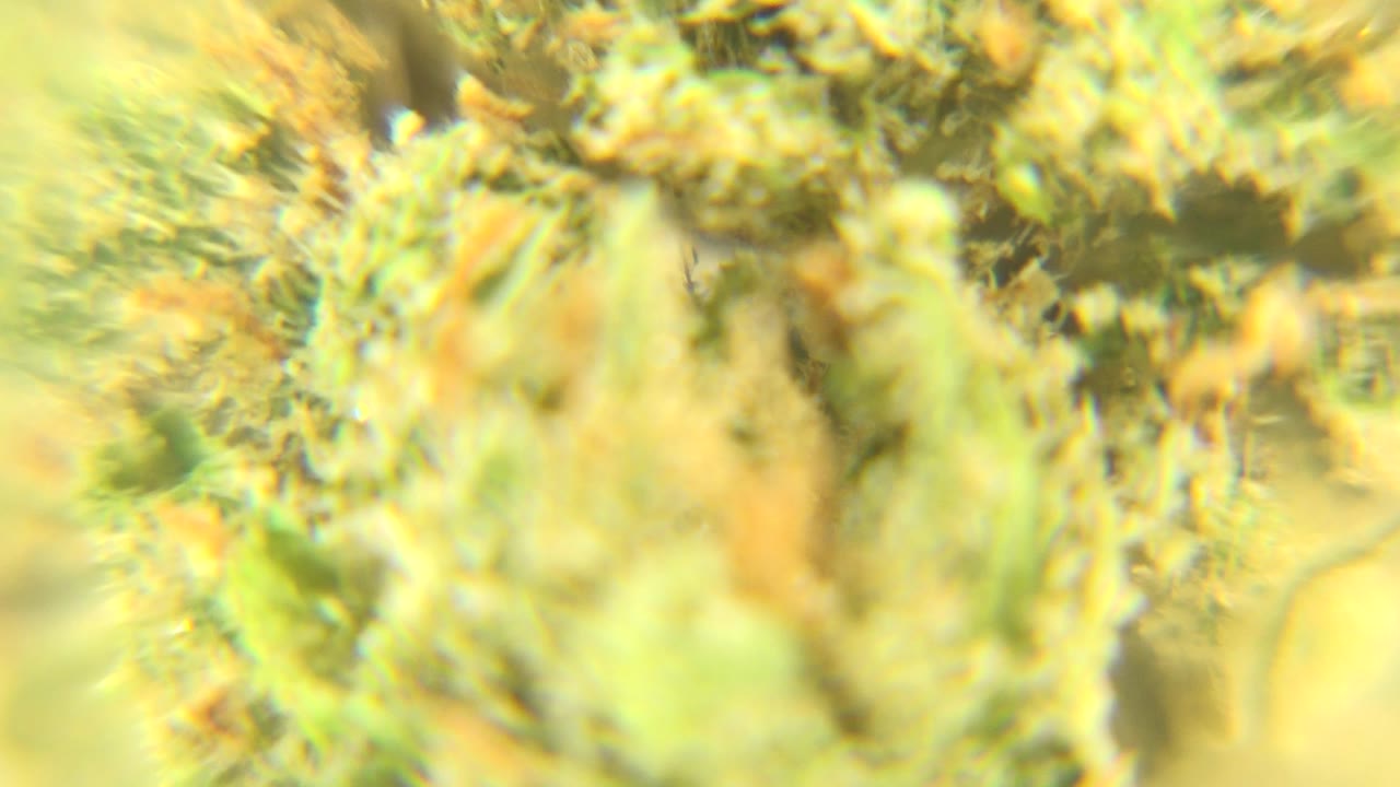 Opening magnified view of green and yellow fuzzy texture with orange hairlike strands in Westminster, Colorado, with no visible people.