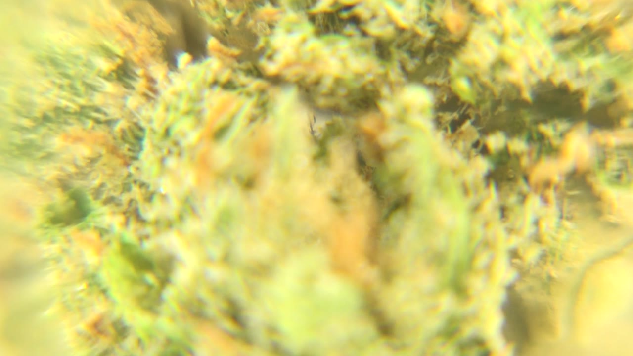 Soft macro frame in Westminster, Colorado showing pale green textured material and blurred yellow areas, with no visible people.