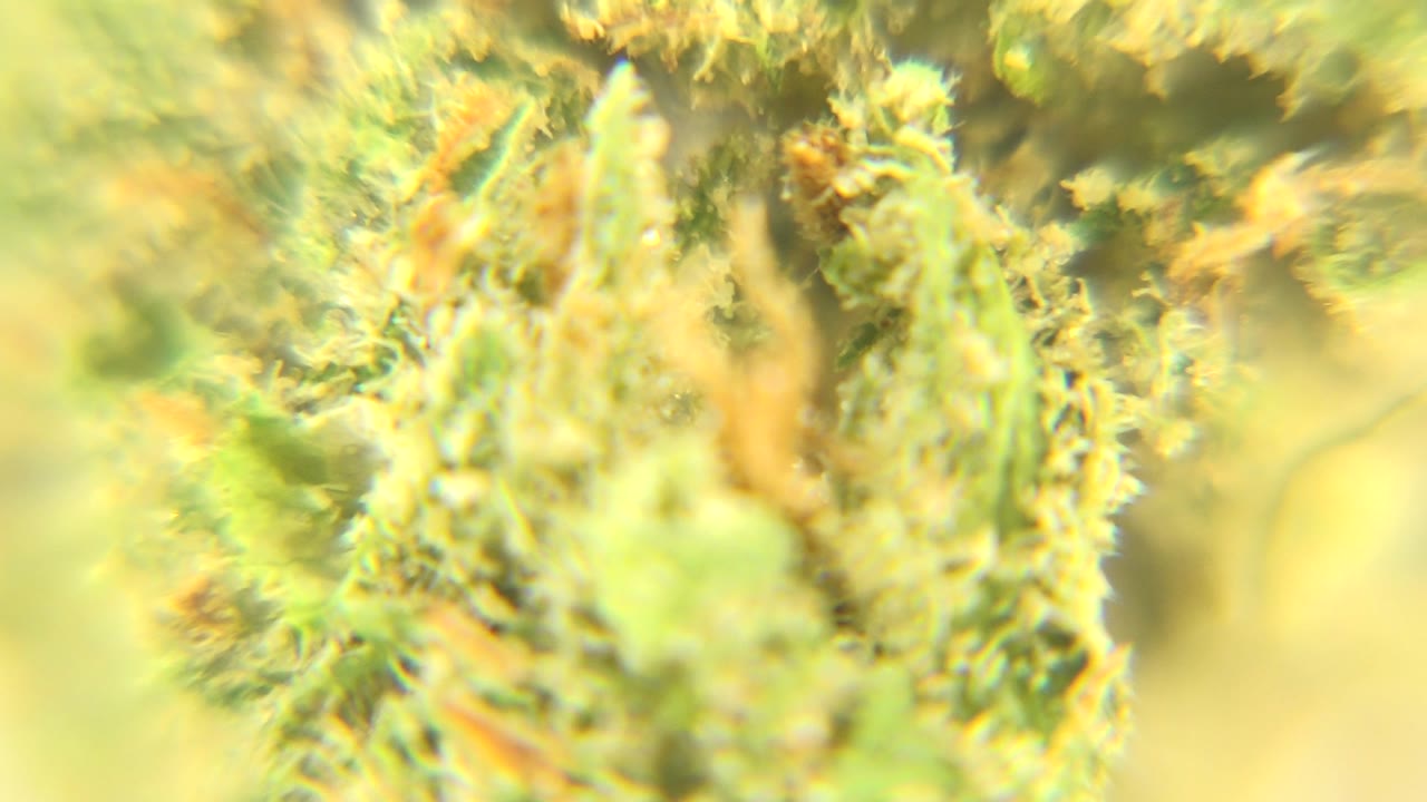 Close magnified cluster of green texture with tan strands.
