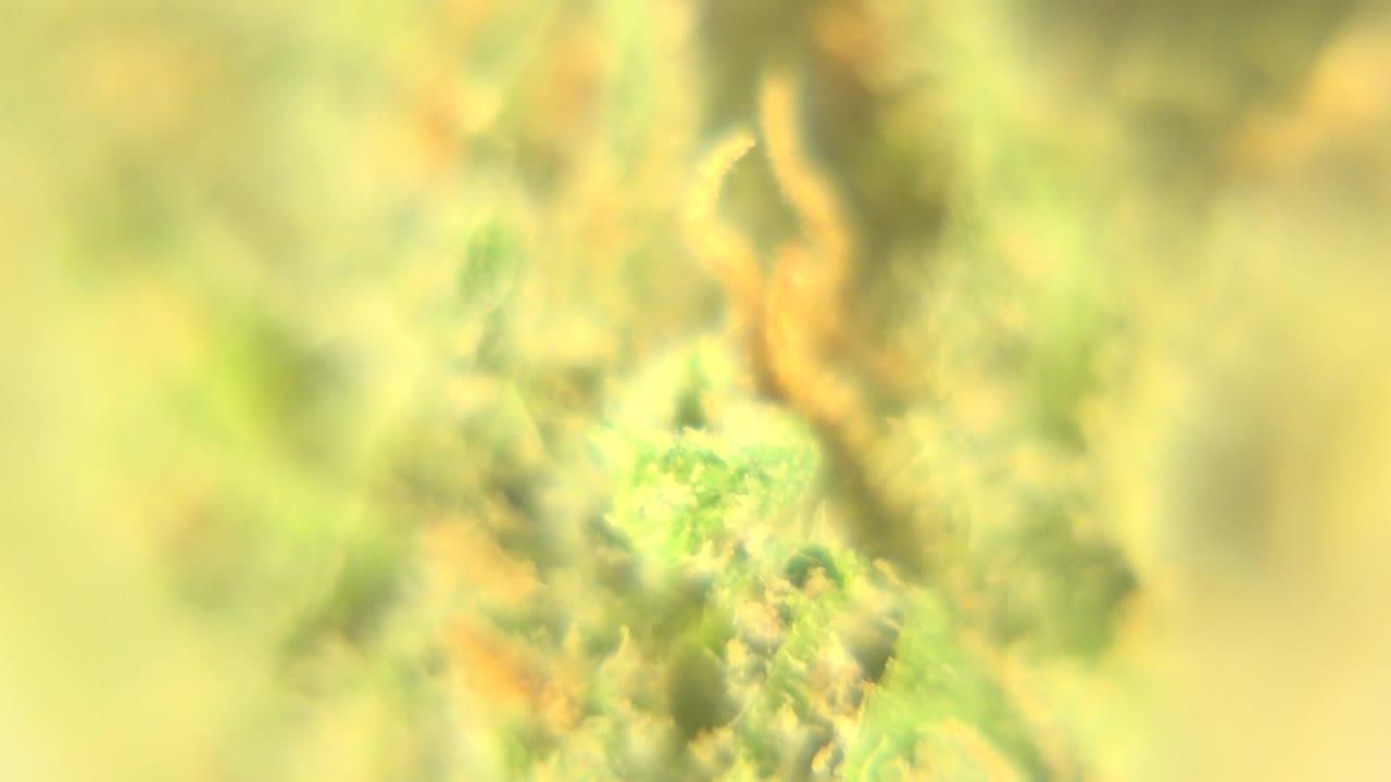Soft-focus magnified green and orange clustered material fills the first Westminster, Colorado frame, with no visible people.