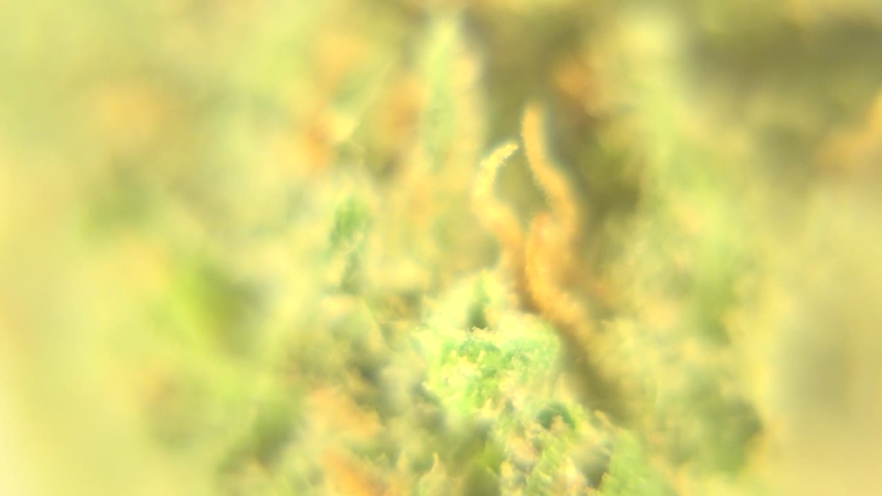 Magnified green cluster with orange fibers