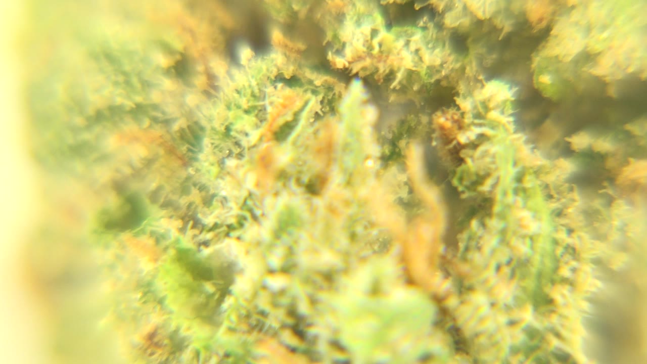 At 0:00, a soft yellow-green microscope close-up in Westminster, Colorado shows fuzzy plant-like texture with orange-brown strands and no visible people.