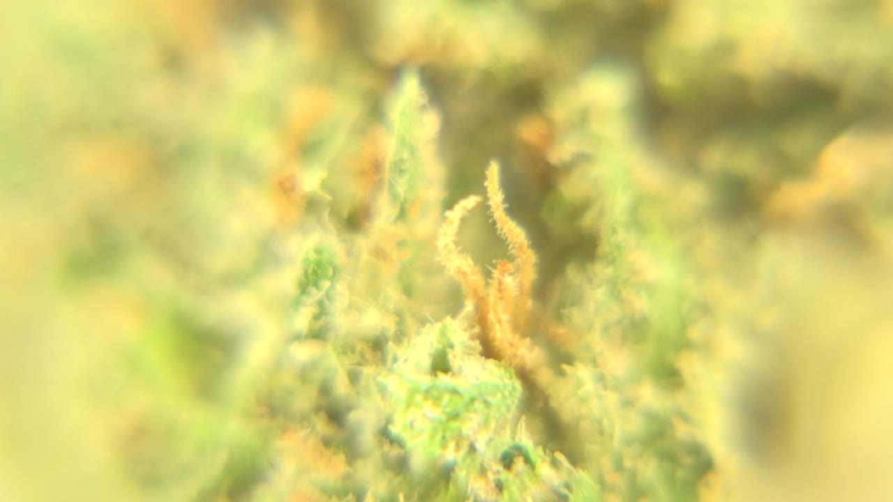 Very soft green close-up with a small orange strand near the right side.