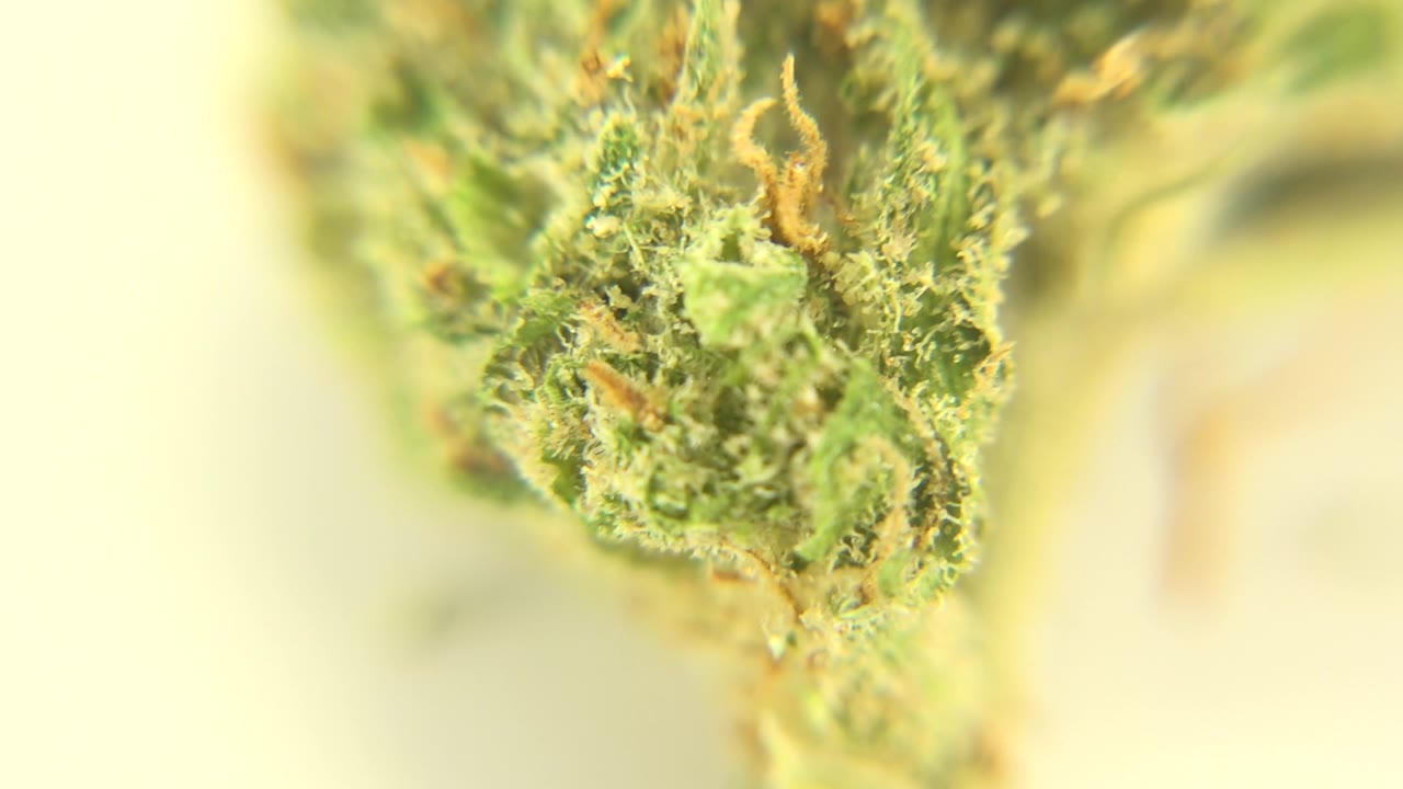 Early frame from Westminster, Colorado showing a green marijuana bud with orange pistils in shallow focus and no visible people.