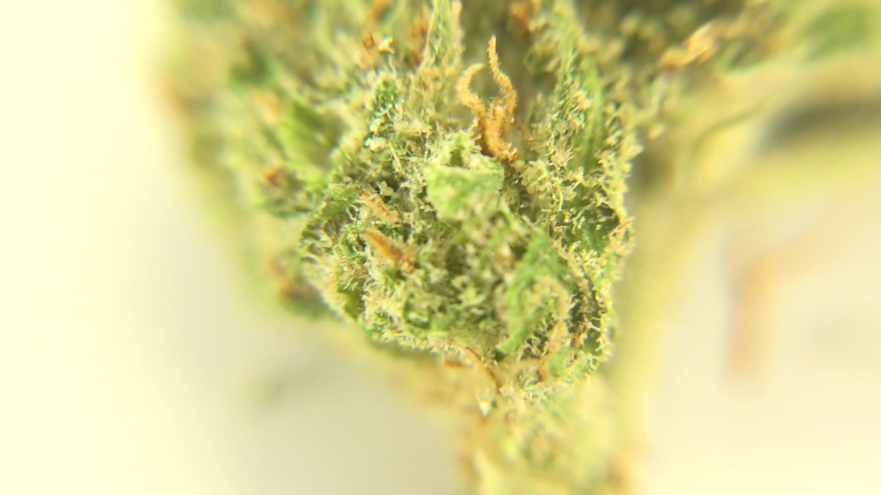 Close macro frame in Westminster, Colorado with the cannabis bud centered slightly higher, orange hairs visible, and no visible people.
